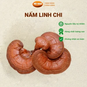Nấm Linh Chi Cao Bằng